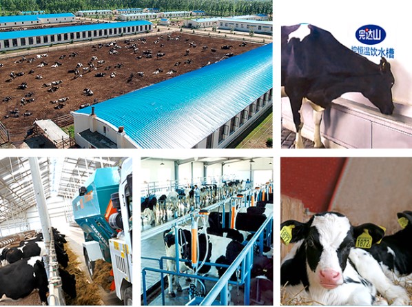 6,绿色饲养,生鲜乳达欧盟标准纯种荷斯坦奶牛 保证原料奶鎏金品质